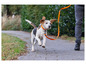 Ein Beagle, der mit einer orangenen Leine über einen Gehweg läuft.