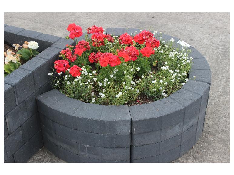 Blumenbeet mit roten Geranien und weißen Blüten in grauen Betonsteinen.