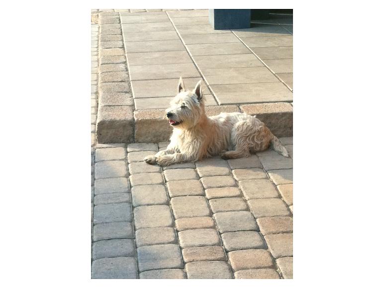 Ein weißer Hund liegt auf einer gepflasterten Terrasse in der Sonne.