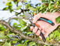 Eine Hand, die eine Gartenschere benutzt, um einen Ast eines Baumes zu beschneiden.