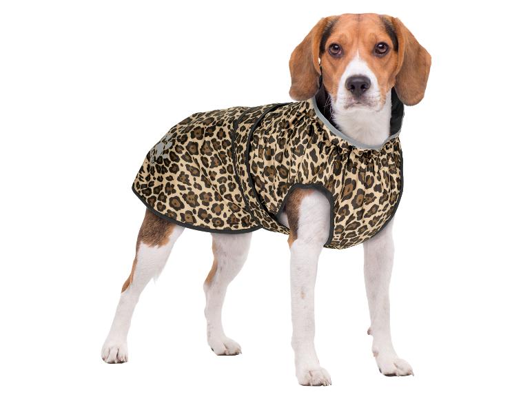 Beagle-Hund in einem Leopardenmuster-Mantel