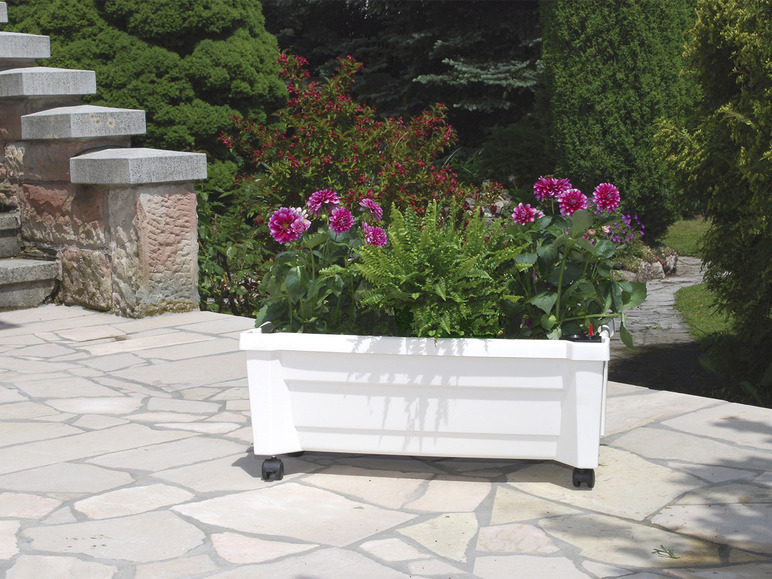 Ein weißer Pflanzenkübel mit Rollen, gefüllt mit Fuchsien und Farnen, auf einer Stein Terrasse.