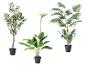 Drei Kunstpflanzen: ein Olivenbaum, eine Paradiesvogelblume und eine Palme.