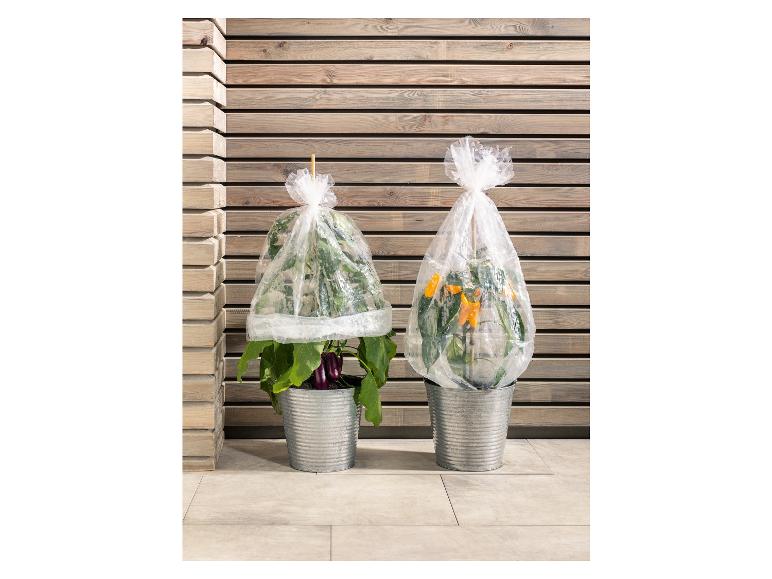 Zwei Pflanzen in Töpfen, geschützt mit Plastikhauben, vor einer Holzwand.