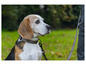 Ein Beagle auf grünem Gras mit Halsband und Leine.