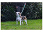 Ein Beagle-Hund mit einer blauen Leine läuft auf dem Gras.
