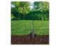 Gartenspaten steckt im Boden mit Gras und Wurzeln, verschwommener grüner Hintergrund.