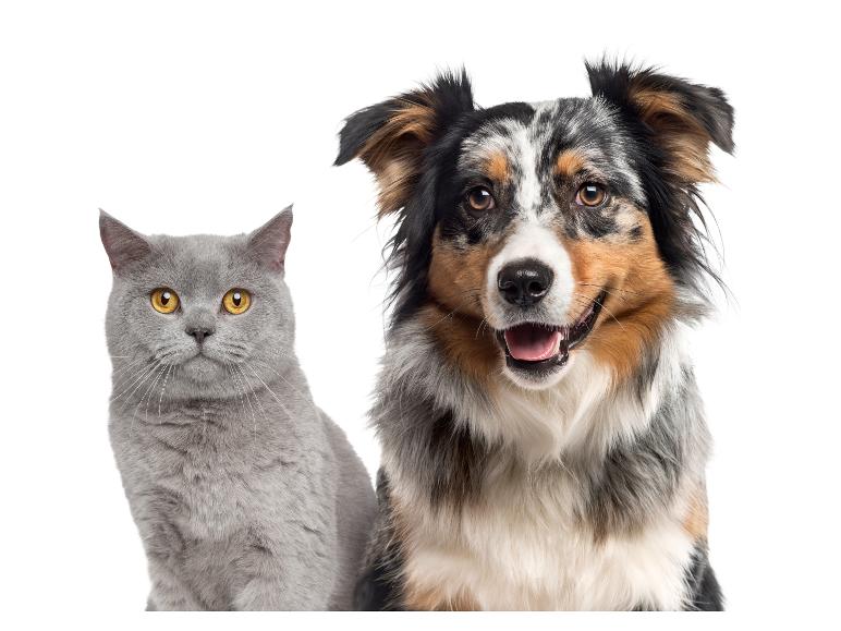 Eine graue Katze und ein lächelnder Australian Shepherd Hund nebeneinander