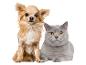 Ein Chihuahua-Hund und eine graue Katze mit gelben Augen schauen in die Kamera.