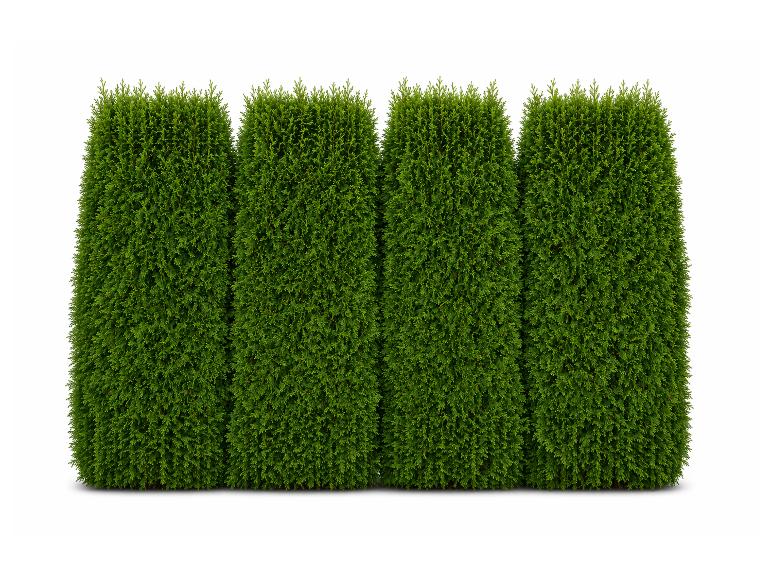 Vier hohe, getrimmte grüne Zypressenbüsche bilden eine Hecke vor weißem Hintergrund.