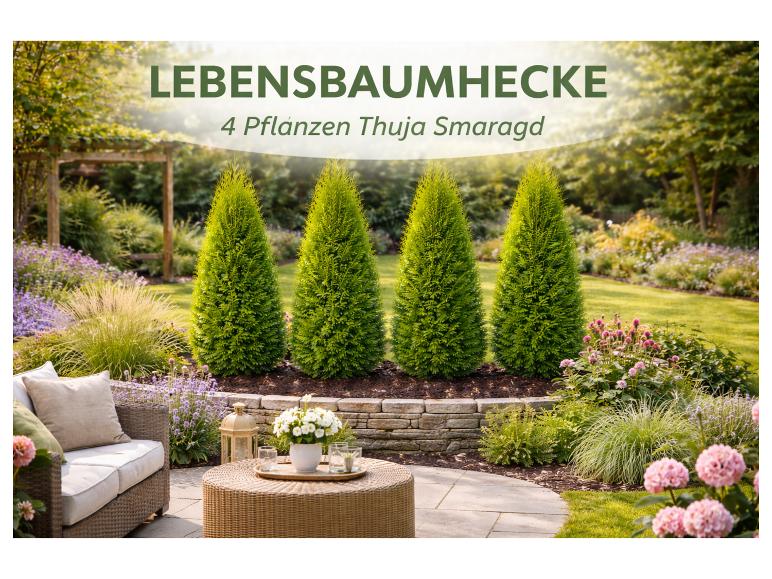 Lebensbaumhecke mit 4 Thuja Smaragd Pflanzen in einem sonnigen Garten mit Sitzbereich.