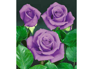 Rose Blue Saphir-1 Pflanze