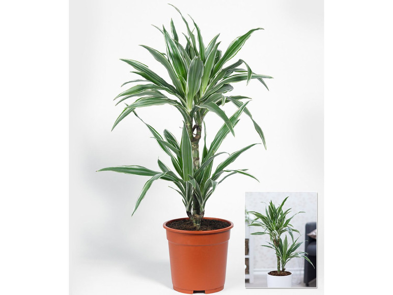 Gehe zu Vollbildansicht: Dracena Warneckei ca. 60 cm hoch,1 Pflanze - Bild 3