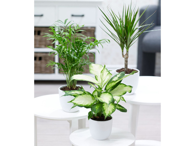 Gehe zu Vollbildansicht: Zimmerpflanzen-Mix Classic,3 Pflanzen - Bild 1