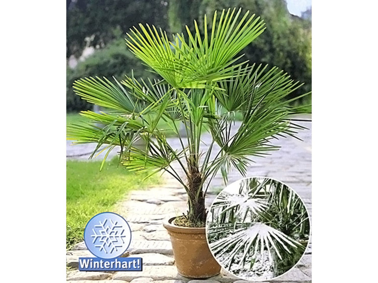 Gehe zu Vollbildansicht: Winterharte Palmen-Sortiment Winterharte Kübel-Palme und Blaue Zwerg-Palme, 2 Pflanzen - Bild 7