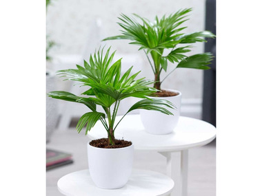 Palmen Duo,2 Pflanzen