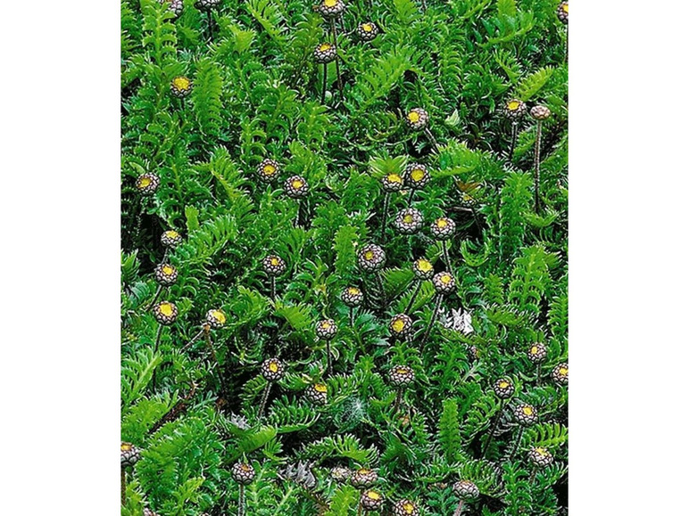 Gehe zu Vollbildansicht: Winterharter Bodendecker Fiederpolster statt Rasen, 3 Pflanzen Cotula squalida - Bild 2