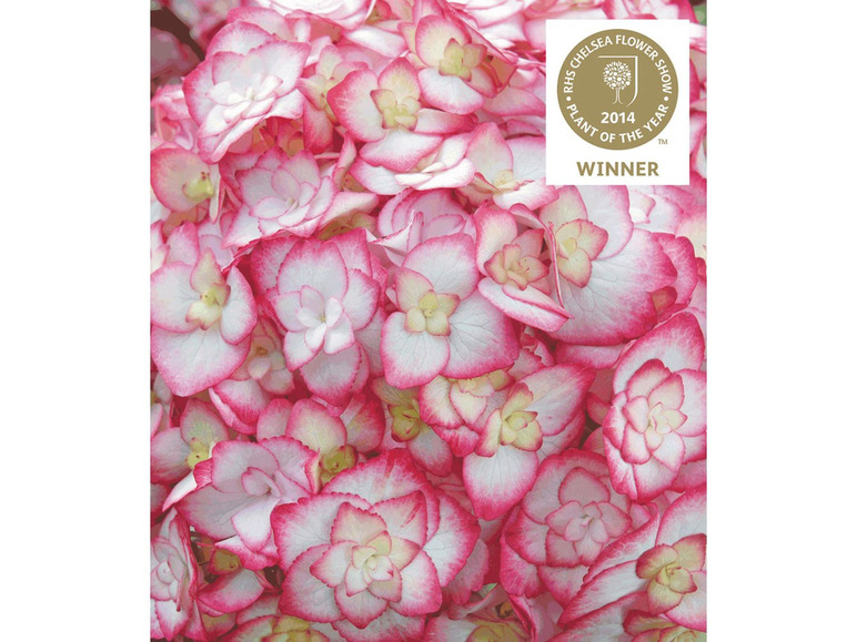 Gehe zu Vollbildansicht: Hydrangea Miss Saori® Hortensien Hydrangea macrophylla, 1 Pflanze - Bild 1