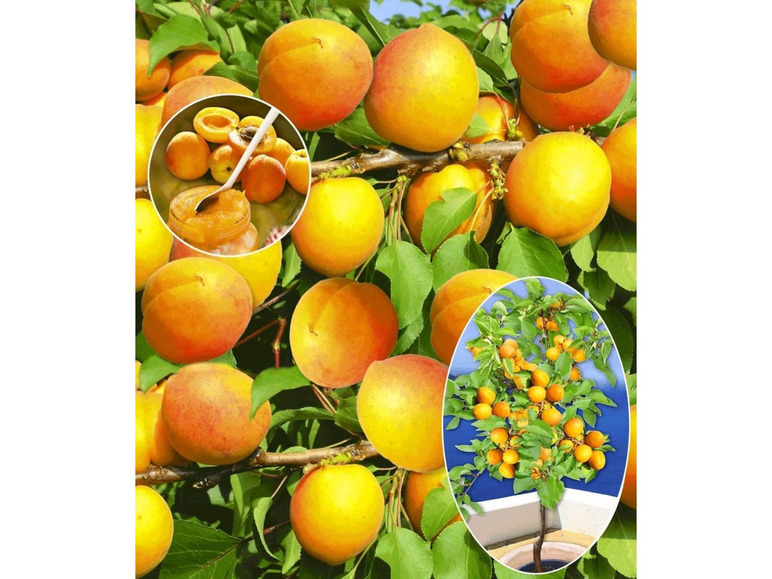 Gehe zu Vollbildansicht: Aprikosen 'Compacta Super Compact®', Aprikosenbaum 1 Pflanze, Prunus armeniaca - Bild 1