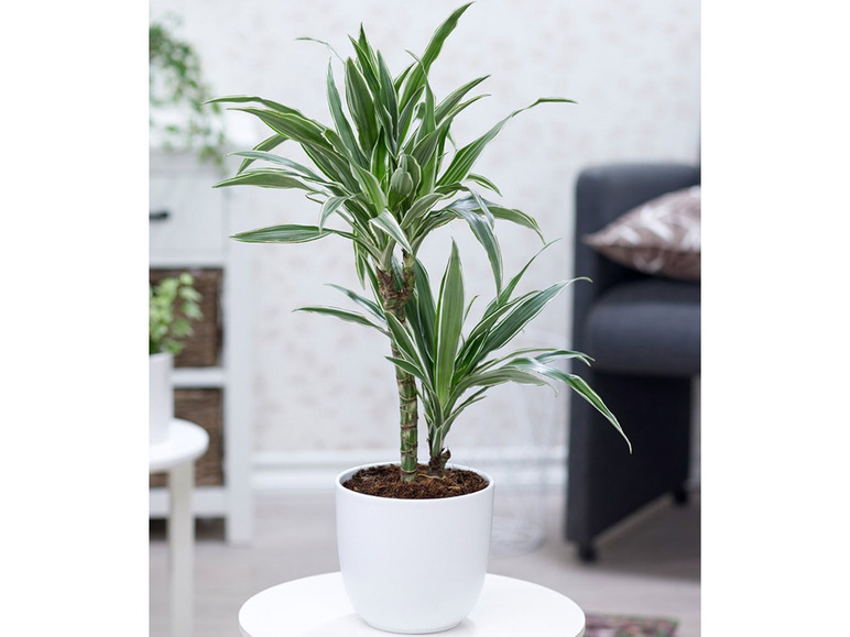 Gehe zu Vollbildansicht: Dracena Warneckei ca. 60 cm hoch,1 Pflanze - Bild 1