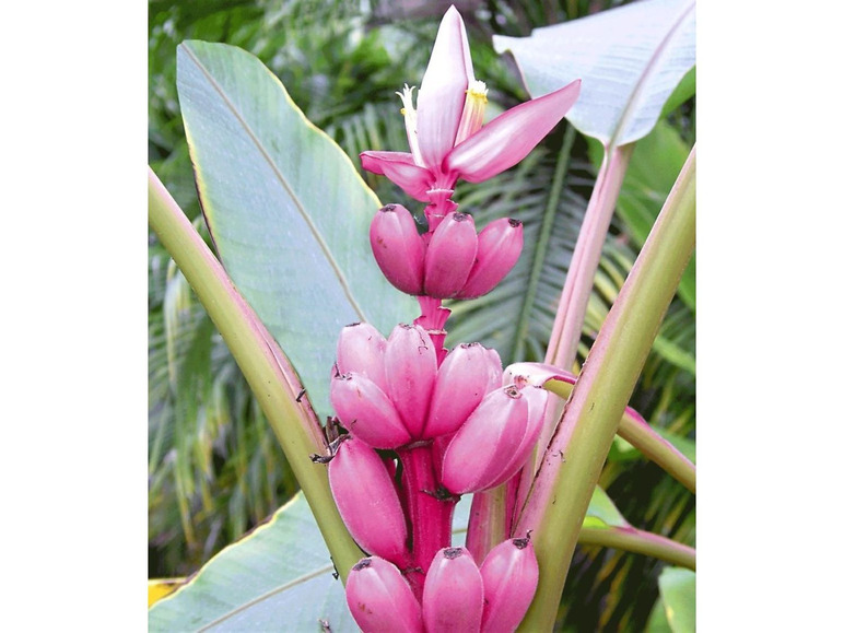 Zwergbanane, rosa, exotisch, mit süßen Früchten, 110 - 120 cm Wuchshöhe