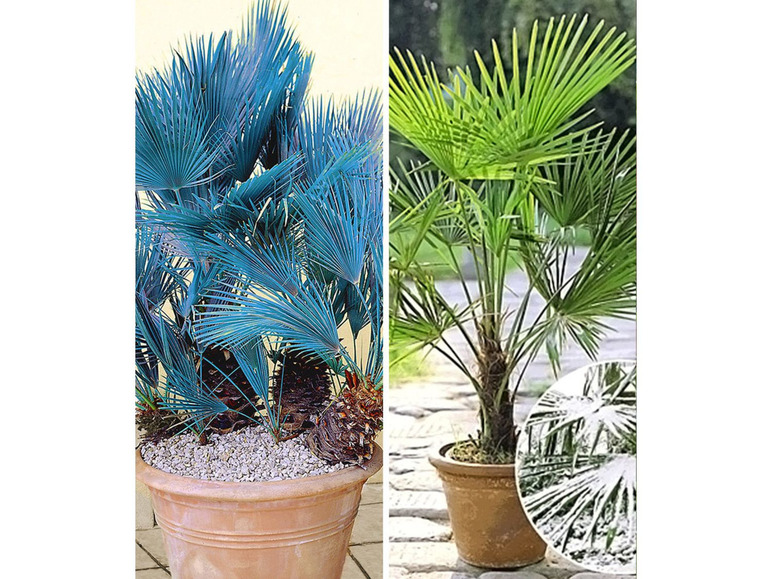 Gehe zu Vollbildansicht: Winterharte Palmen-Sortiment Winterharte Kübel-Palme und Blaue Zwerg-Palme, 2 Pflanzen - Bild 1