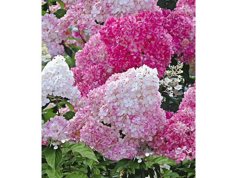 Gehe zu Vollbildansicht: Freiland-Hortensien 'Vanille Fraise®', 1 Pflanze, Hydrangea paniculata - Bild 2