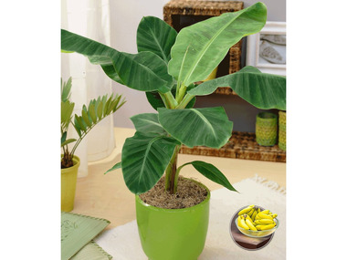 Musa Banana Tropicana-1 Pflanze