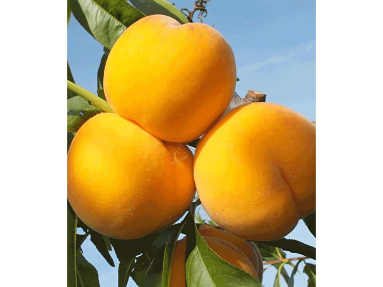 Gehe zu Vollbildansicht: Pfirsich-Aprikose 'Honeymoon', 1 Pflanze, Percoca Pfirsichbaum Aprikosenbaum - Bild 1