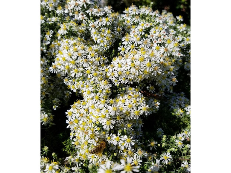 Gehe zu Vollbildansicht: Winterharter Bodendecker Steinaster 'Snowflurry', 1 Pflanze Aster ericoides - Bild 4