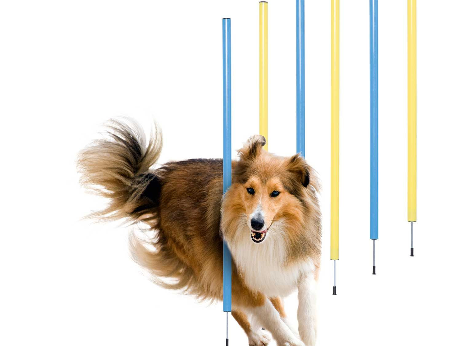 ZOOFARI® Hunde Agility Set Lidl.de