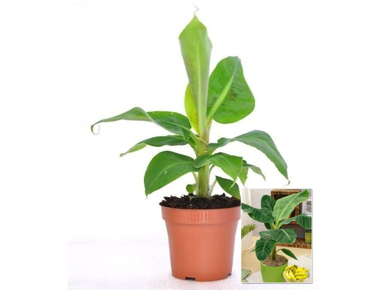 Gehe zu Vollbildansicht: Musa Banana Tropicana-1 Pflanze - Bild 2