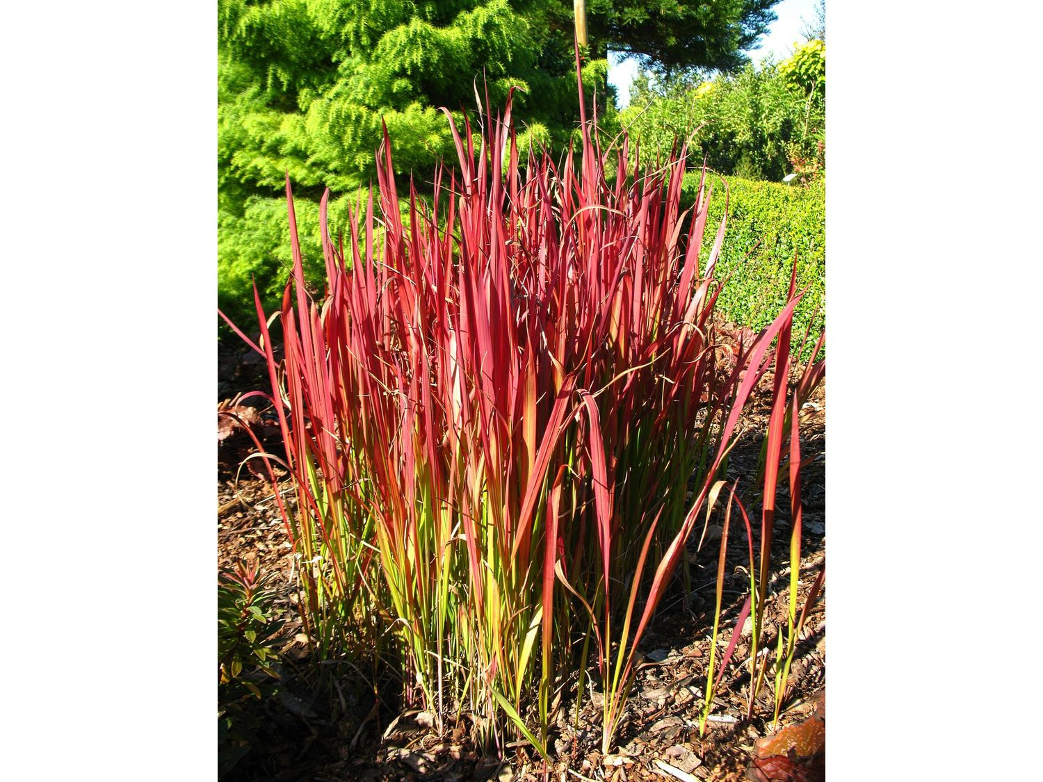 Bunte Ziergräser, 3 Stück - Lidl.de