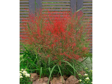 Rotes Liebesgras, 3 Pflanzen Eragrostis spectabilis