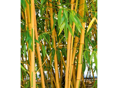 Goldener Peking Bambus,1 Pflanze