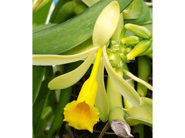 Echte Vanille Pflanze, Orchidee, 1 Topf
