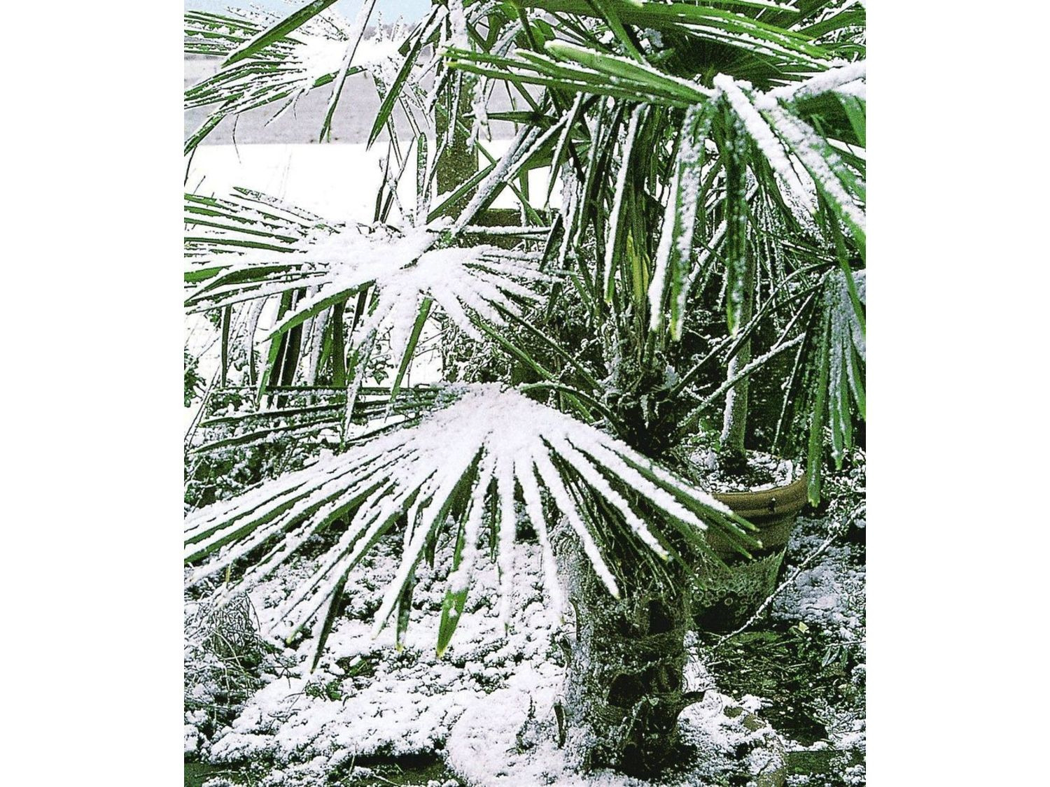 Winterharte Kübel-Palme,1 Pflanze, Trachycarpus fortunei - Lidl.de