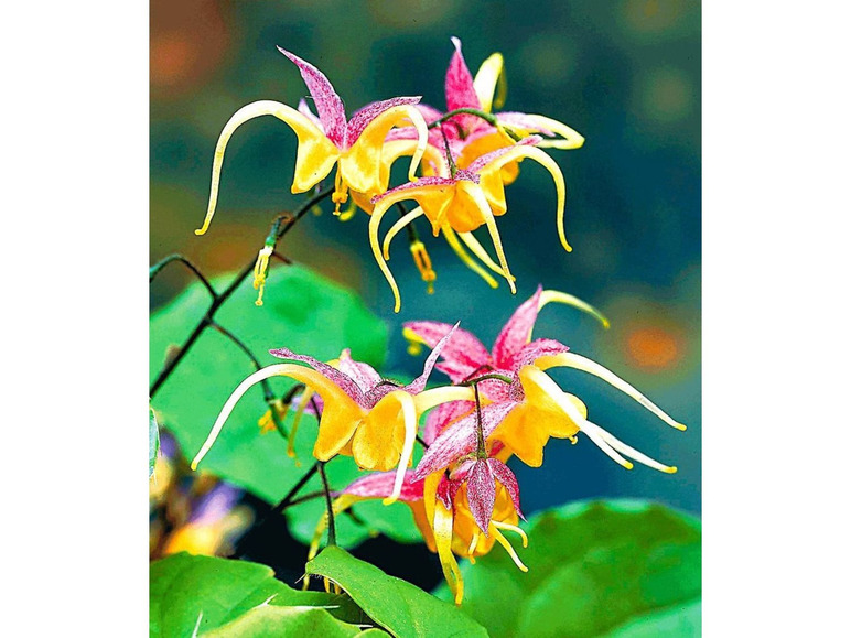 Gehe zu Vollbildansicht: Epimedium Fire Dragon®,2 Pflanzen Elfenblume Staude des Jahres 2014 - Bild 1