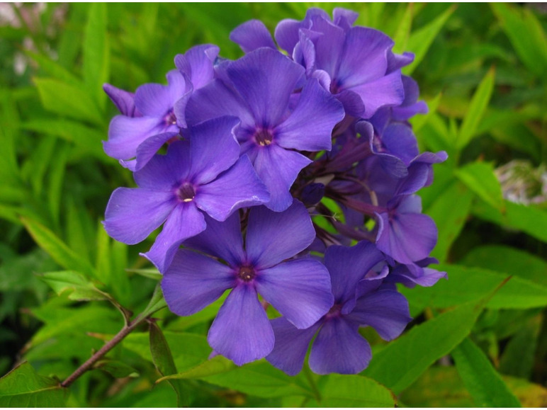 Gehe zu Vollbildansicht: Hoher Staudenphlox, blau blühend, 2 Pflanzen im 1 Liter Topf - Bild 1