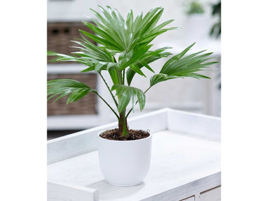 Palme Livistona Rotundifolia,1 Pflanze