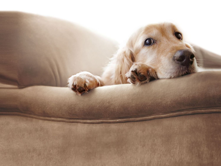 Gehe zu Vollbildansicht: ZOOFARI® Hundebett, wärmend und kühlend, mit zwei Klimazonen - Bild 5