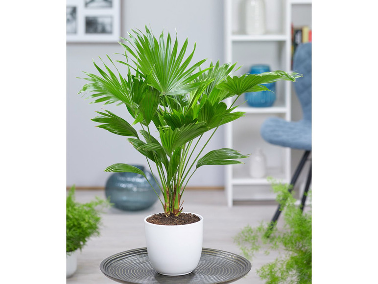 Gehe zu Vollbildansicht: Palme 'Livistona Rotundifolia' ca. 40 cm hoch,1 Pflanze - Bild 1