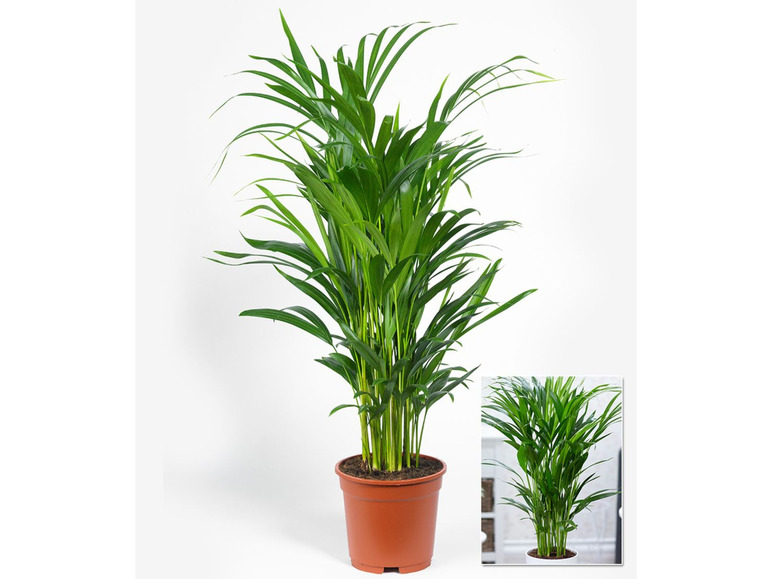 Gehe zu Vollbildansicht: Areca Palme ca. 50 cm hoch,1 Pflanze - Bild 2
