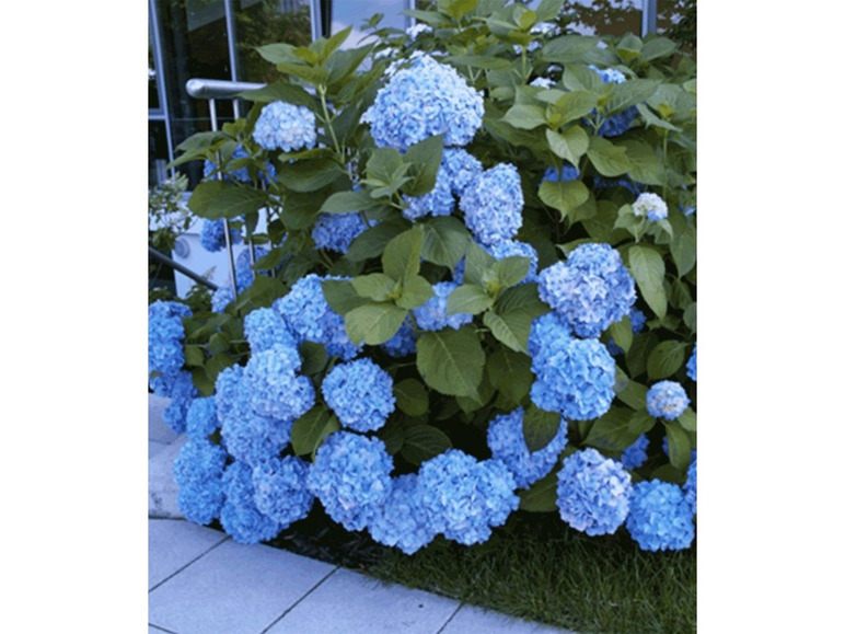 Gehe zu Vollbildansicht: Hortensien-Sortiment blau und rosa, 2 Pflanzen - Bild 2
