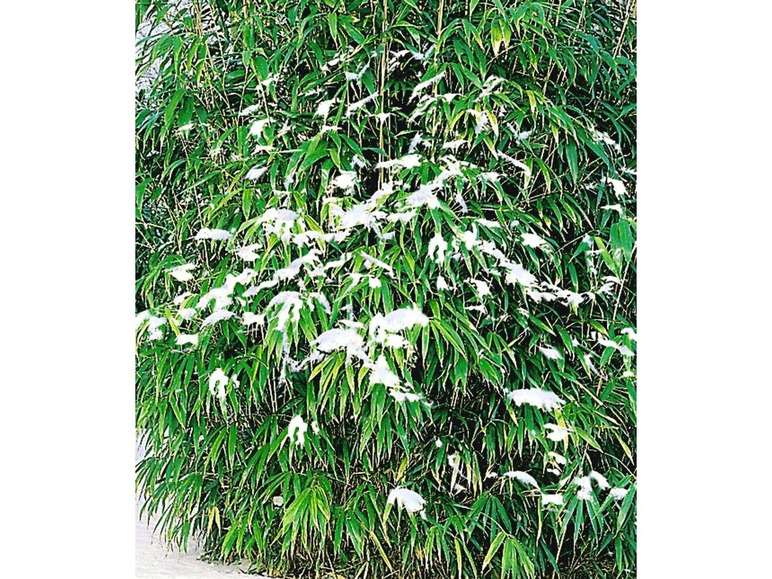 Gehe zu Vollbildansicht: Winterharte Bambus-Hecke, 5 Pflanzen, Fargesia murielae Simba - Bild 3