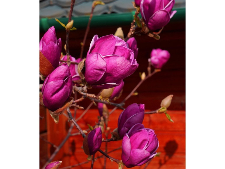Gehe zu Vollbildansicht: Magnolie »Genie®«, 1 Pflanze - Bild 2