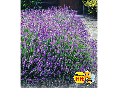 Winterharte Stauden Lavendel-Hecke 'Blau', 9 Pflanzen Lavandula angustifolia Munstead