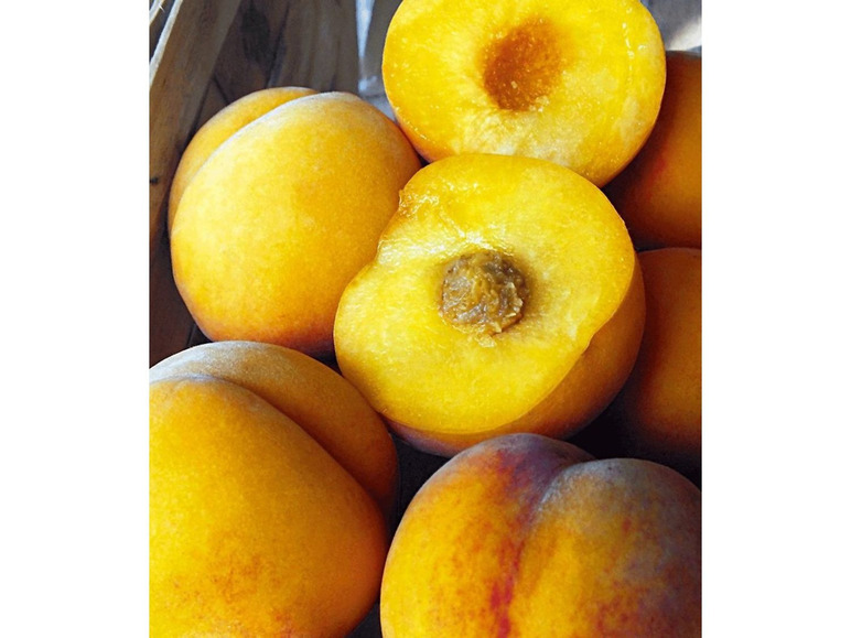 Gehe zu Vollbildansicht: Pfirsich-Aprikose 'Honeymoon', 1 Pflanze, Percoca Pfirsichbaum Aprikosenbaum - Bild 3