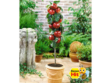 Apfel »Gala«, Obstbaum, sehr gute Befruchtersorte, süßfruchtig, 200 - 250 cm Wuchshöhe
