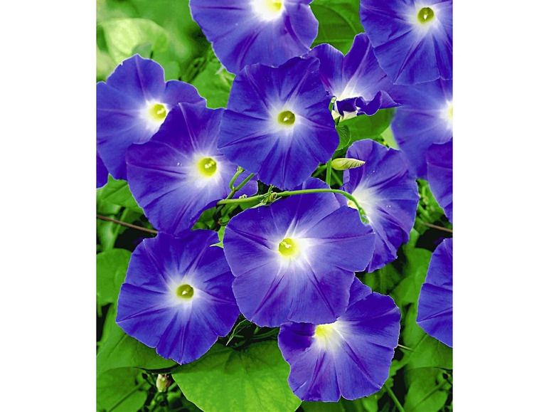 Gehe zu Vollbildansicht: Trichterwinde 'Blue Hardy', 1 Pflanze Ipomoea indica - Bild 2